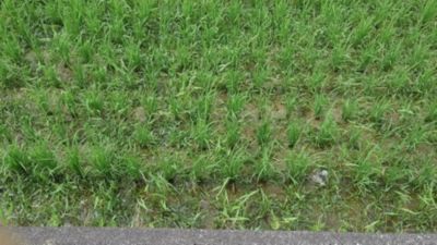 2020年6月24日　散布前