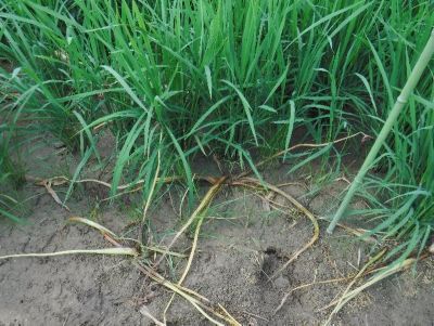 散布後　2020年7月13日