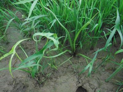 散布前　2020年7月3日