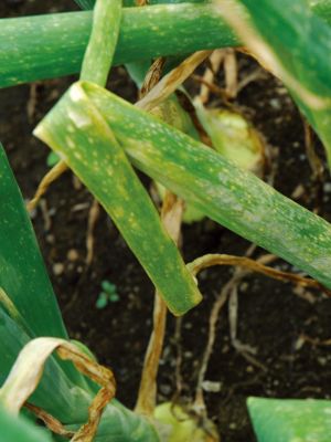 灰色かび病(白斑葉枯病)