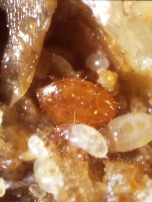 ロビンネダニ