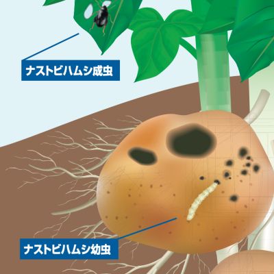 ナストビハムシ