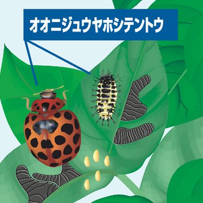 オオニジュウヤホシテントウムシ