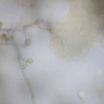 Get to know Trichoderma, a biostimulant fungus, and learn how it can help with health and resiliency in horticultural crops.