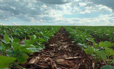 Campo de soja en crecimiento con hileras de plantas verdes bajo un cielo nublado