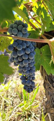 En el cultivo de trigo como en el resto de los cultivos el número de granos por unidad de superficie es la variable que mayormente explica el rendimiento.