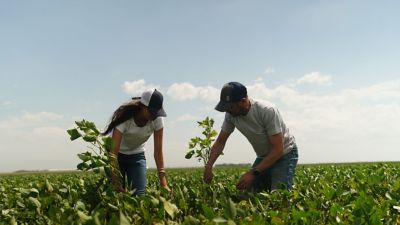 En el cultivo de trigo como en el resto de los cultivos el número de granos por unidad de superficie es la variable que mayormente explica el rendimiento.