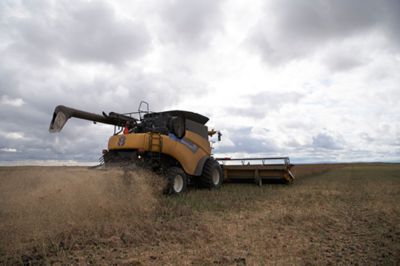 Canola Harvesting