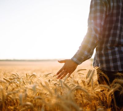hand in cereals crop 