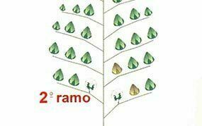 fases