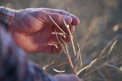 examining wheat in field