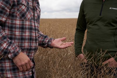 examining wheat in field