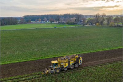 Potato plant flowering
