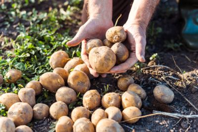 Potato harvesting