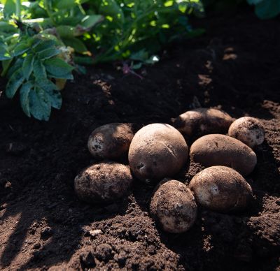 potatos in dirt 