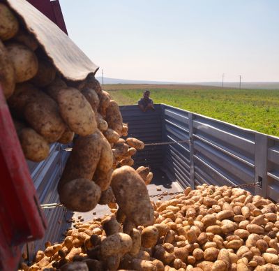 potato going into truck 