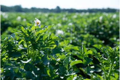  Maximize Yield Protection Seedling