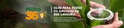 milho 360