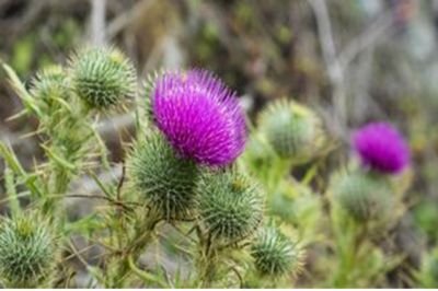 Thistle in field