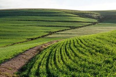 Overhead shot of field 