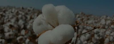 Capulho de algodão branco num ramo castanho, com campo de algodão em fundo sob céu limpo.