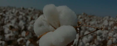 Capulho de algodão branco num ramo castanho, com campo de algodão em fundo sob céu limpo.