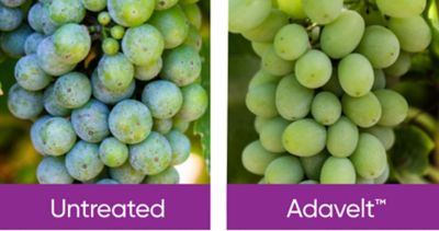 untreated and tresated grapes with adavelt active