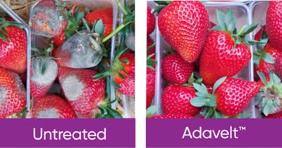 Strawberry untreated and treated with adavelt