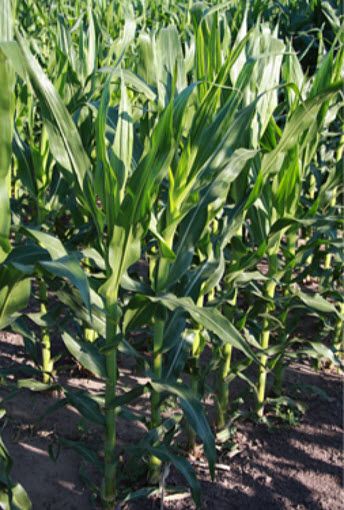 Photo showing Iowa State University inbred B73 corn plants in a Pioneer demonstration plot (Johnston, Iowa; July 16, 2013.)