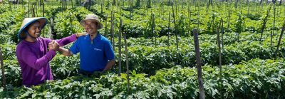 Scientist examining plants in laboratory