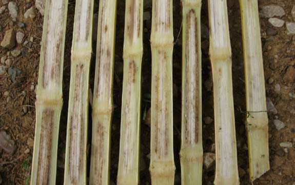 This is a photo showing internal corn stalk damage caused by anthracnose.