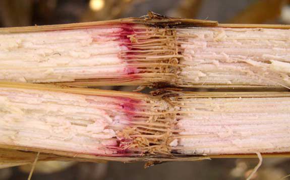 This is a photo showing corn stalk discoloration characteristic of Gibberella.