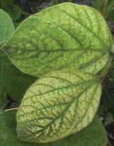 Interveinal chlorosis