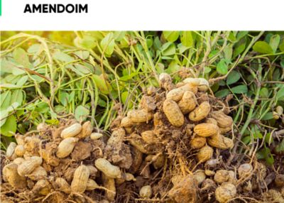 amendoim