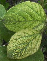 Soybean leaf - interveinal chlorosis due to iron deficiency