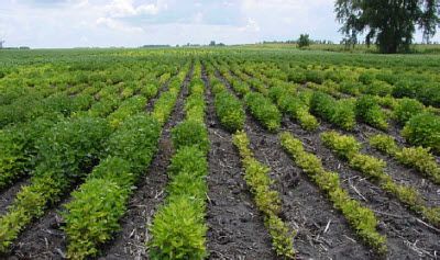 Pioneer iron deficiency chlorosis research plot.