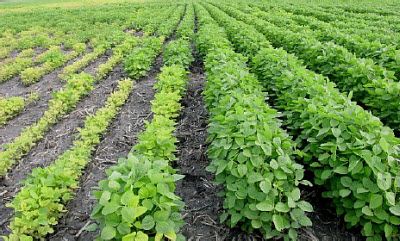Soybean field - Varietal differences in iron deficiency chlorosis tolerance may be extreme.