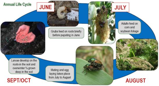 Japanese Beetle Annual life cycle
