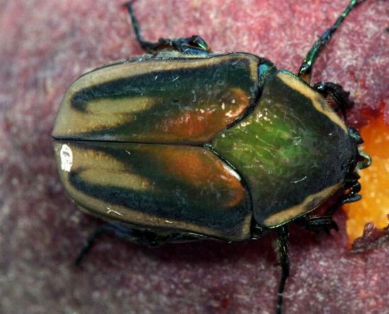 Green June Beetle