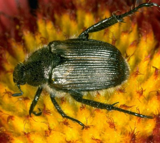 False Japanese Beetle/Sand Chafer