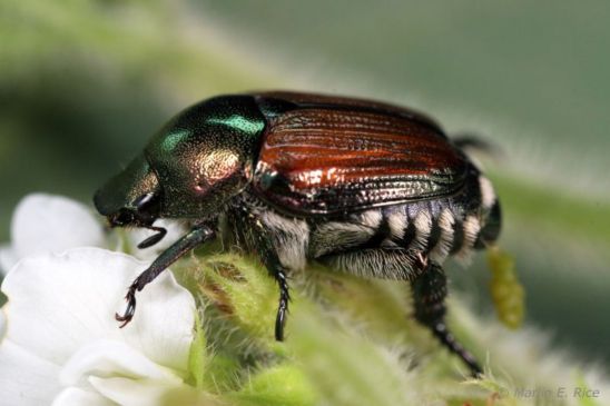 Japanese Beetle