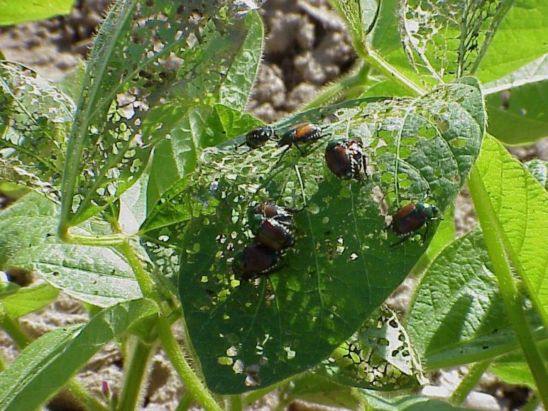 Japanese beetles feeding on soybean