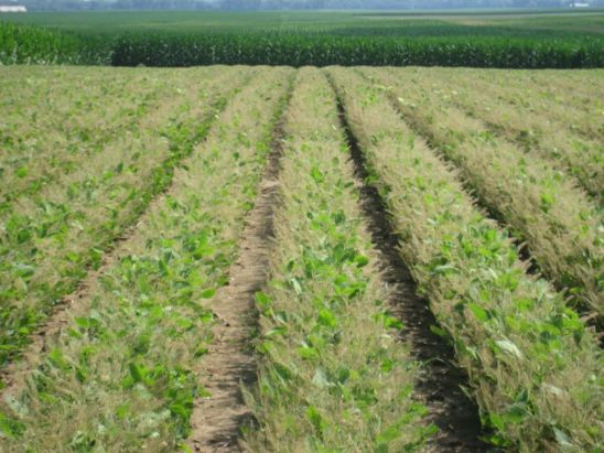 Soybean field damaged by Japanese beetles.