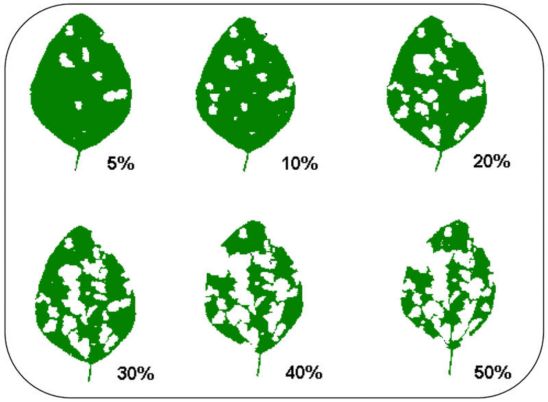 Soybean leaf defoliation.
