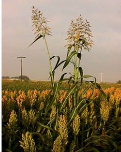 Johnsongrass outcross.