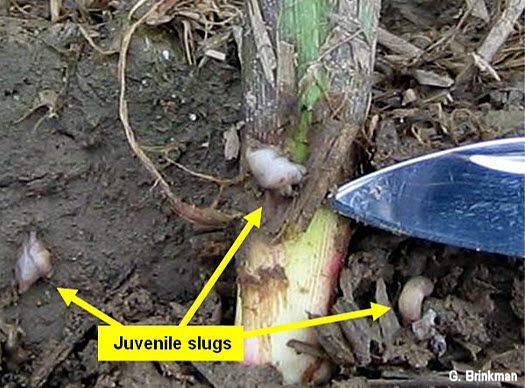 Photo showing three small slugs present on and near a corn plant.