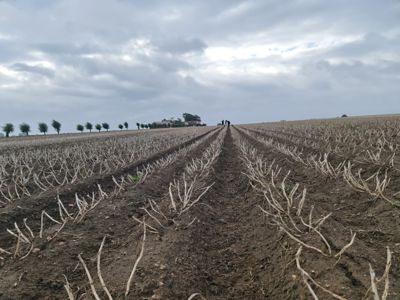 Försöksfält i Skivarp, Skåne, där biologiska lösningar testas i potatis under verkliga odlingsförhållanden.