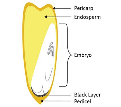 maize seed structure