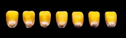 Progression of black abscission layer formation.