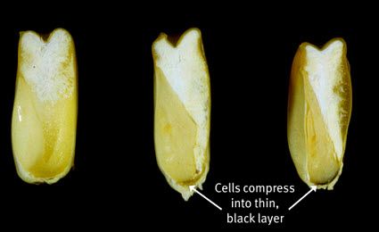 Close view of progression in color changes in the placental region of the corn kernel